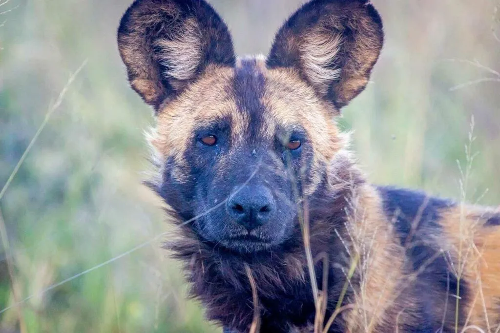 African Wild Dog