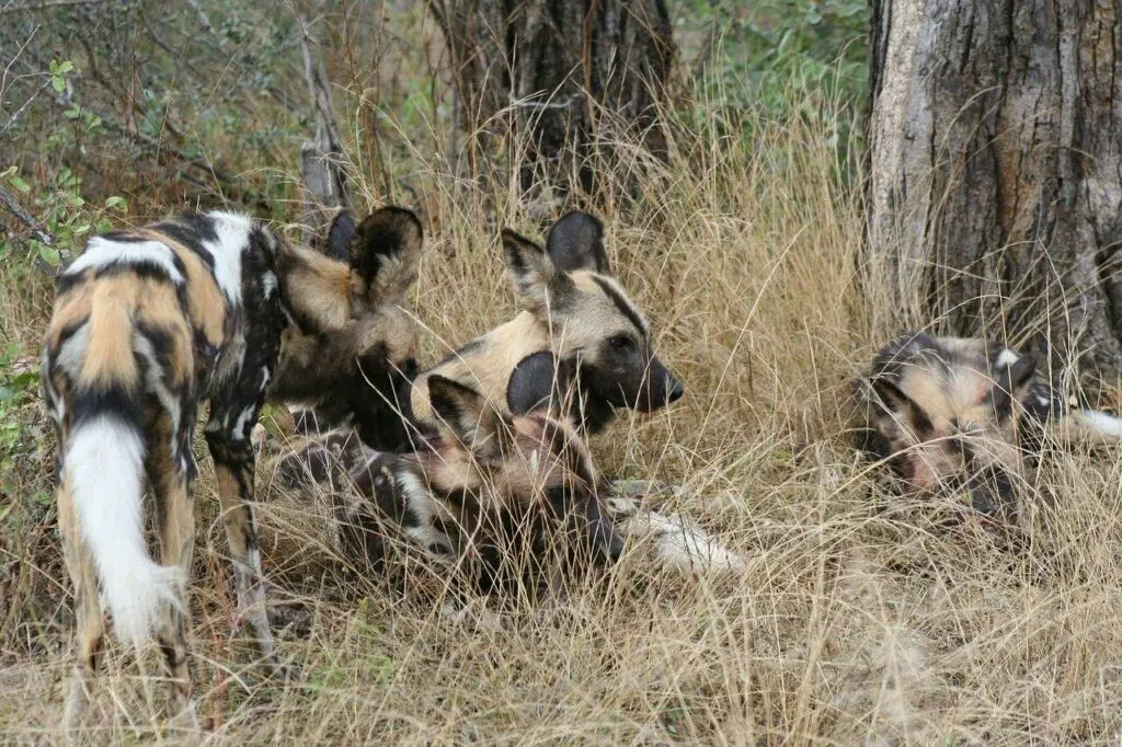 African Wild Dog