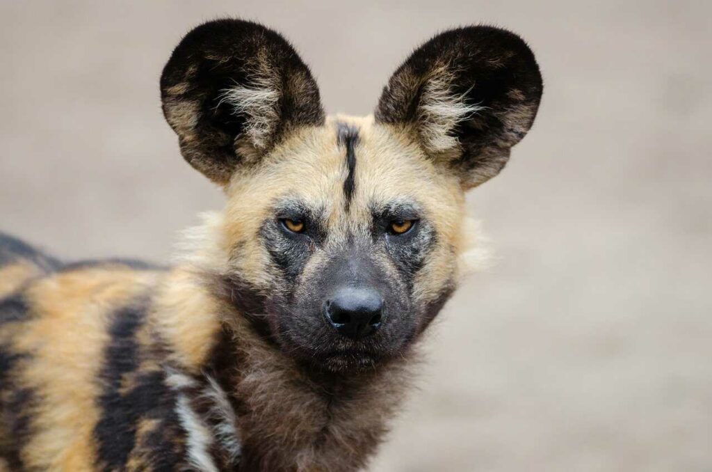 African Wild Dog