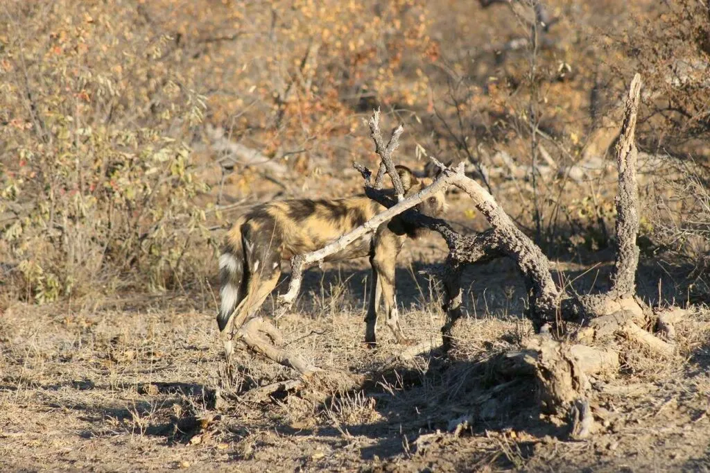 African Wild Dog