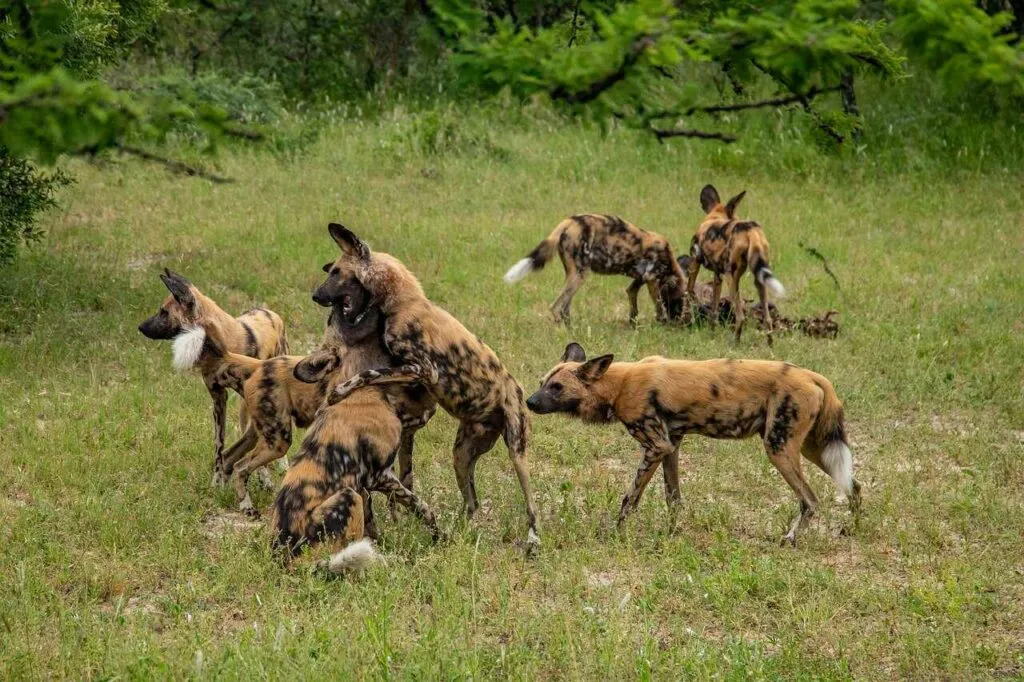 African Wild Dog