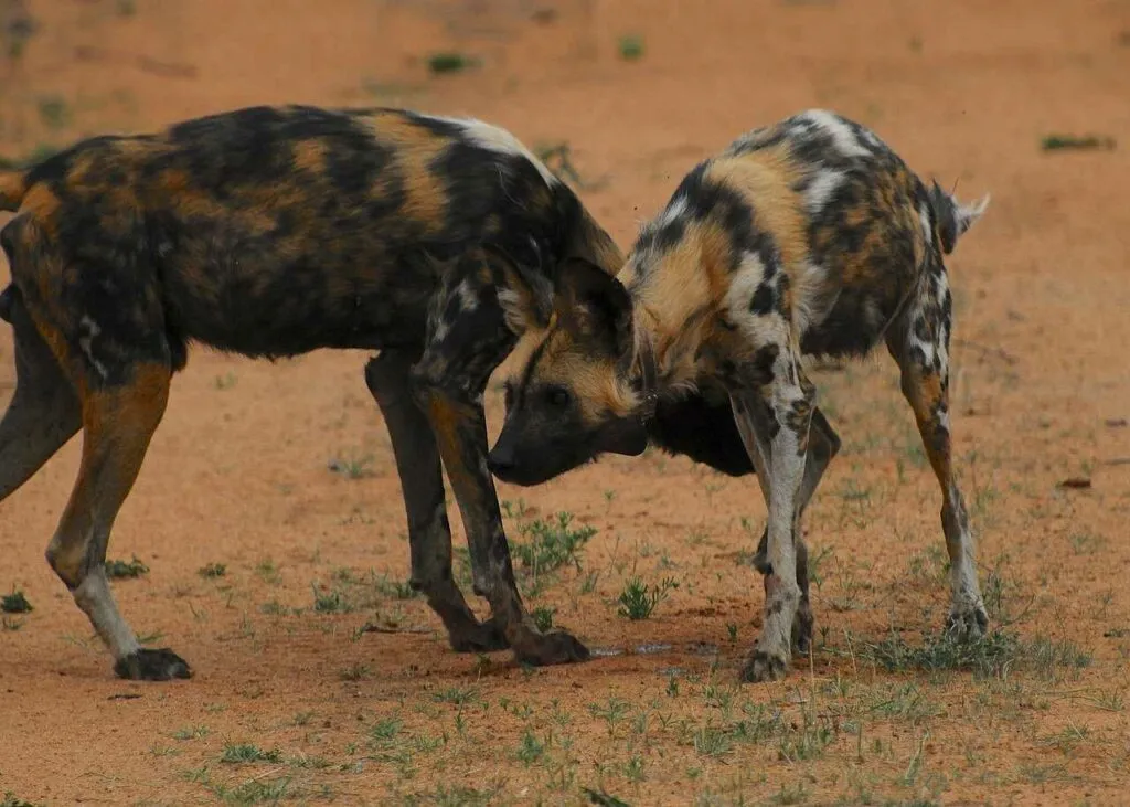 African Wild Dog