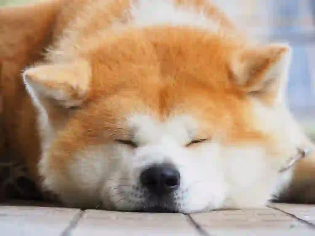 Akita Dog