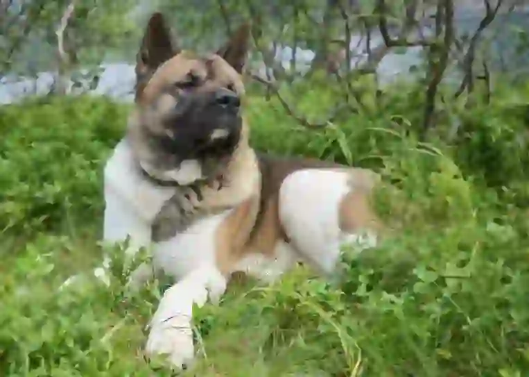 Akita Dog