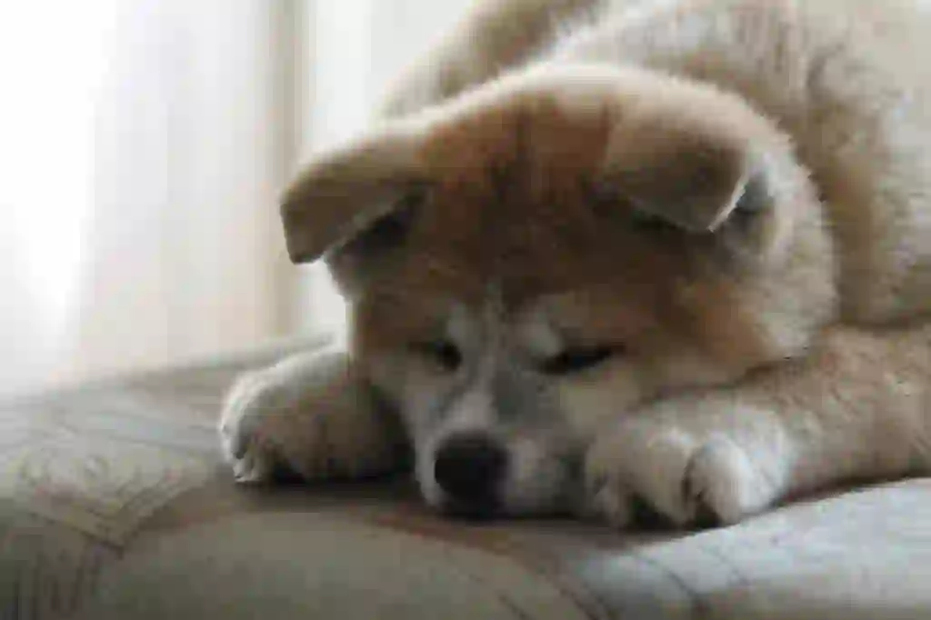 Akita Dog