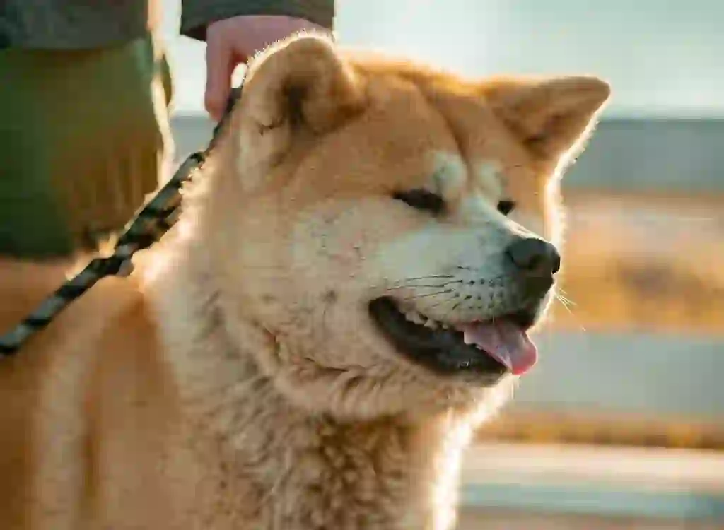 Akita Dog