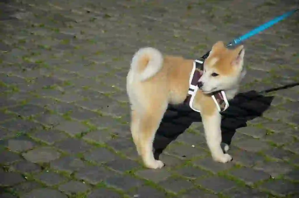 Akita Dog