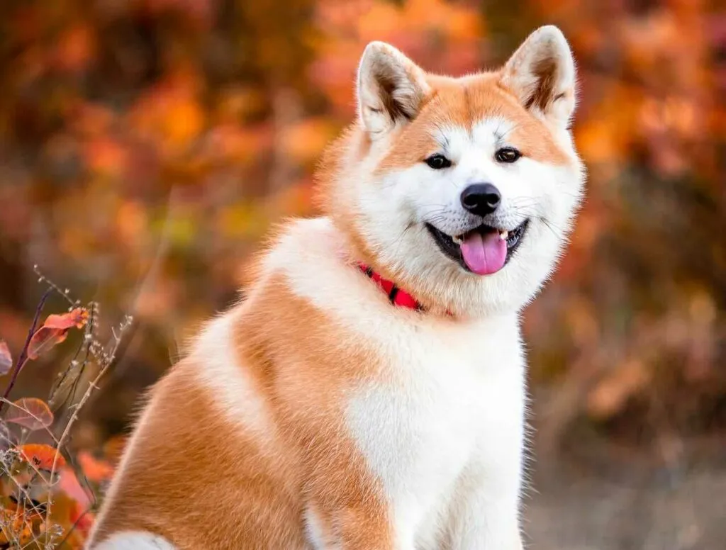 Akita Dog