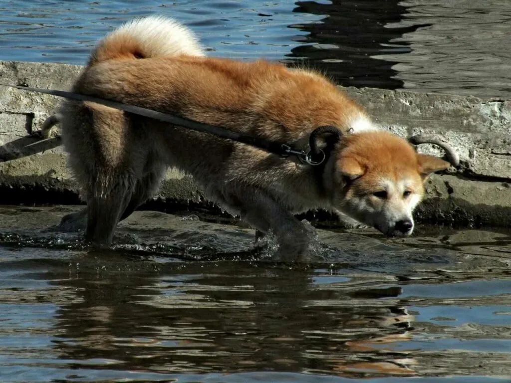 Akita Dog