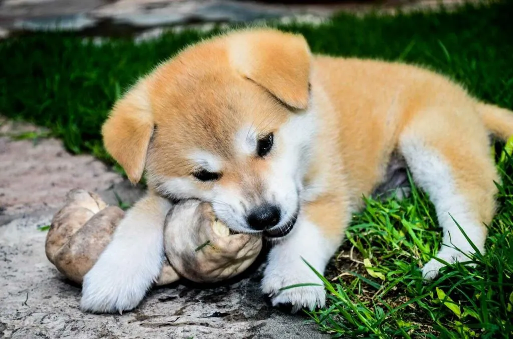 秋田犬（あきたいぬ）