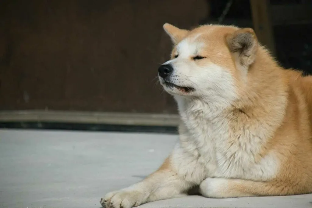 Akita Dog