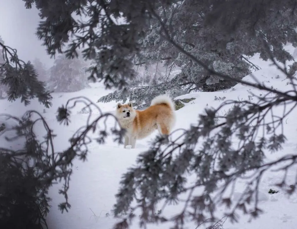 秋田犬（あきたいぬ）