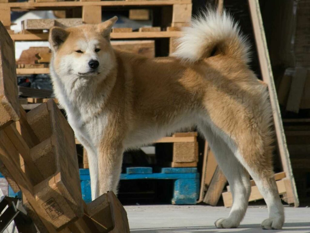 Akita Dog