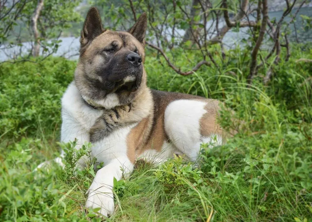 秋田犬（あきたいぬ）