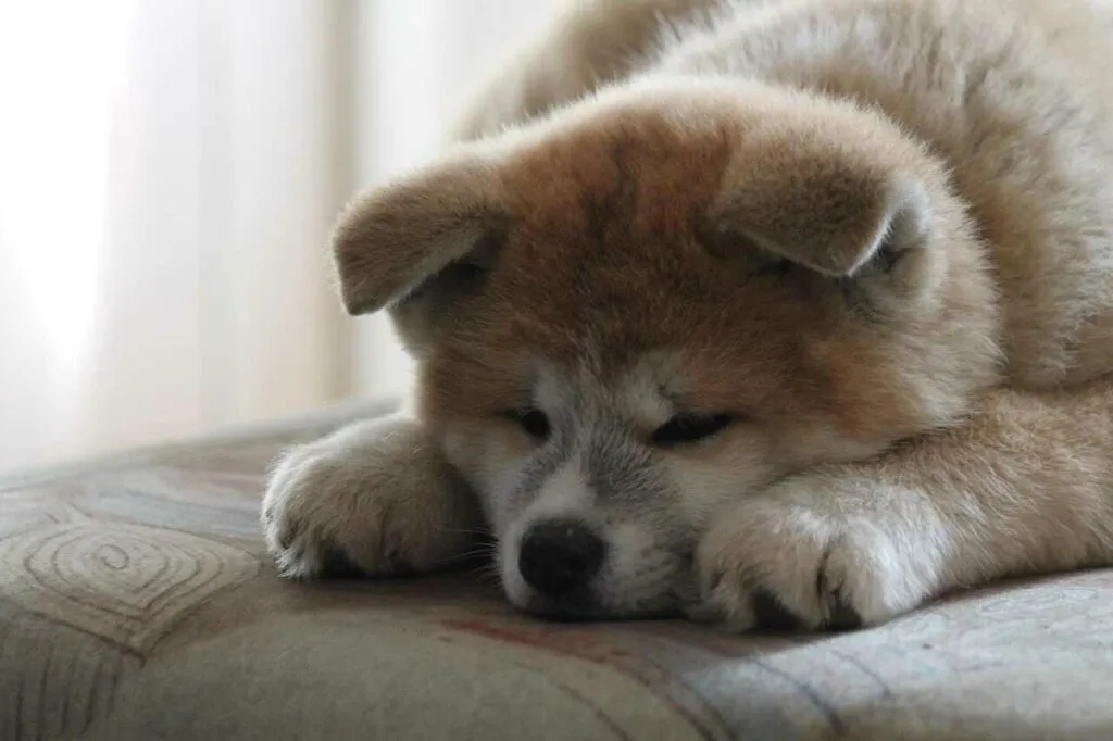 Akita Dog