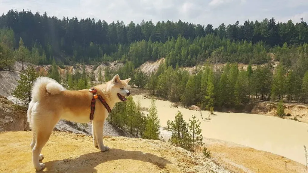 Akita Dog