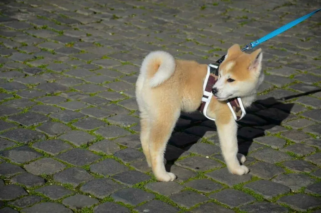 Akita Dog