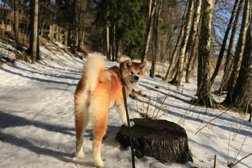 Akita Dog