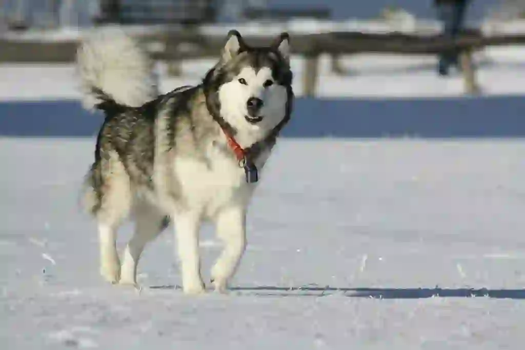 Alaskan Malamute