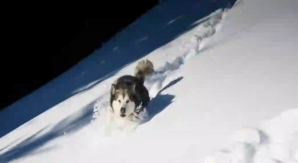 アラスカンマラミュート