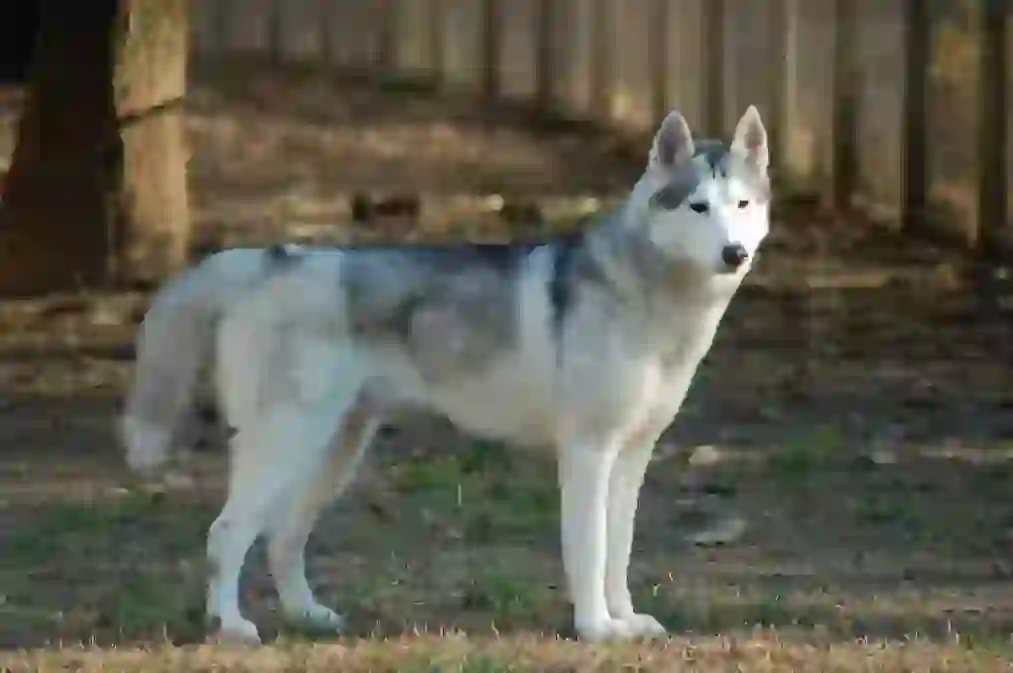 Alaskan Malamute