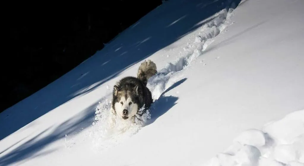 アラスカンマラミュート