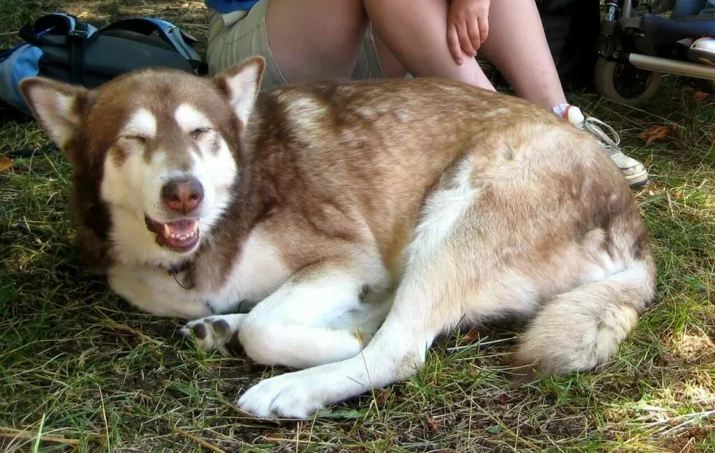 アラスカンマラミュート