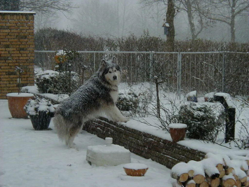 Alaskan Malamute