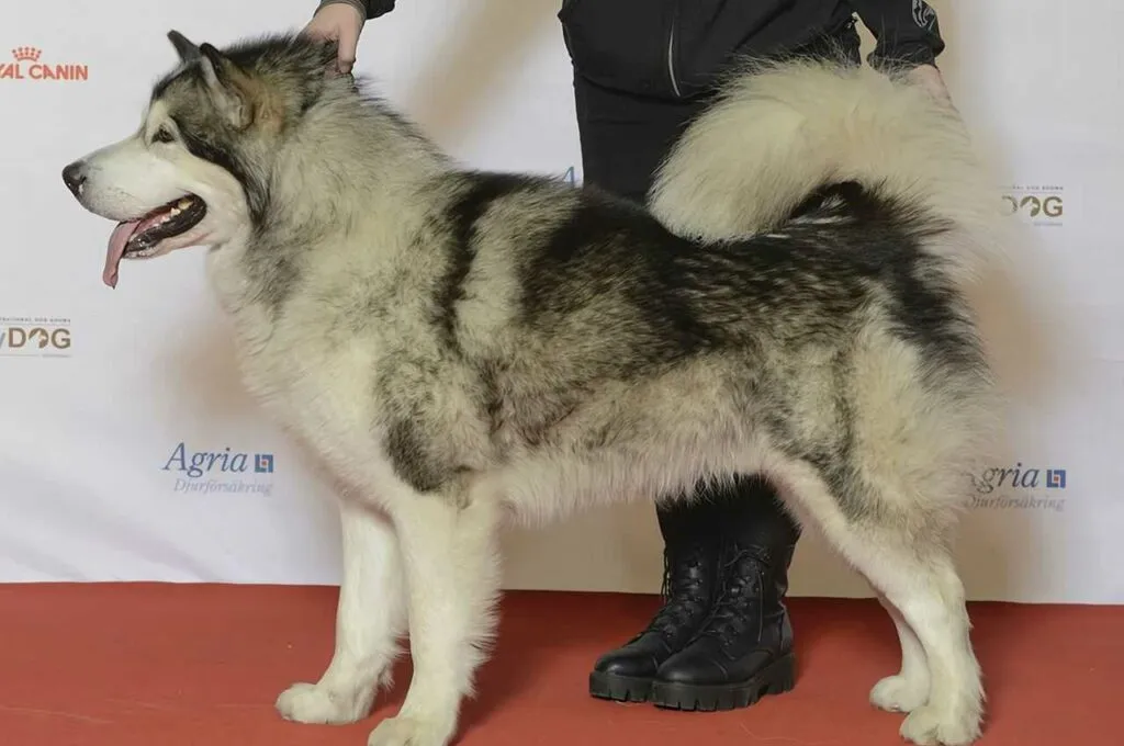 Alaskan Malamute