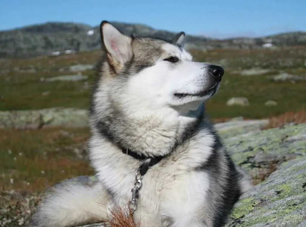 Alaskan Malamute