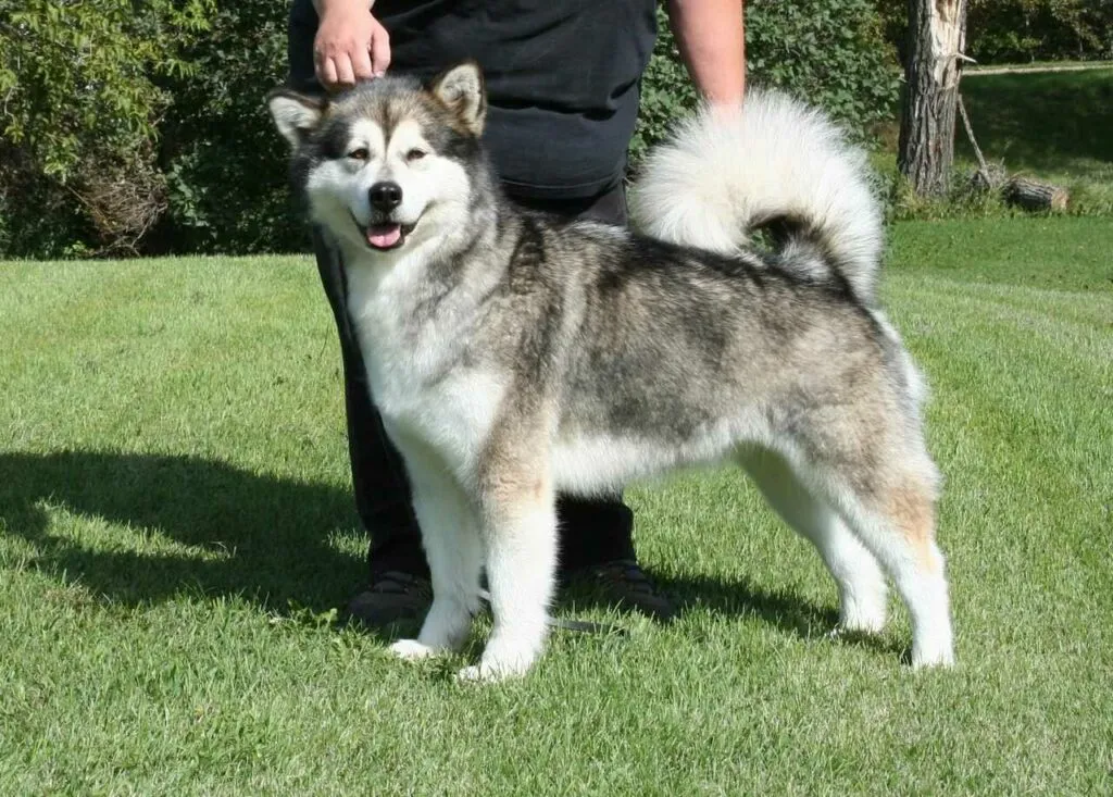 Alaskan Malamute