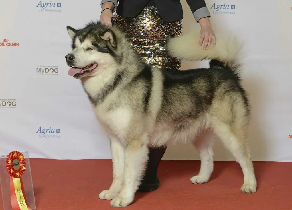 Alaskan Malamute