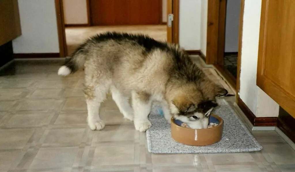 Alaskan Malamute