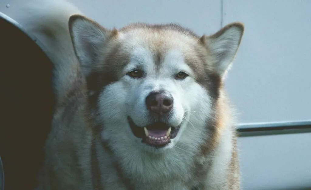 Alaskan Malamute