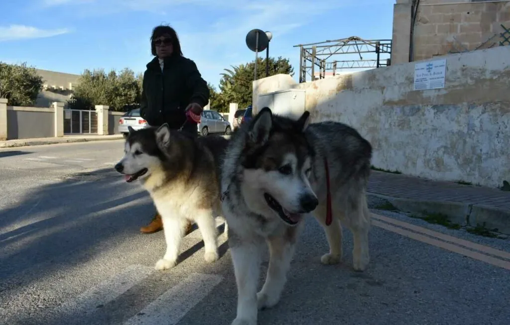 Alaskan Malamute