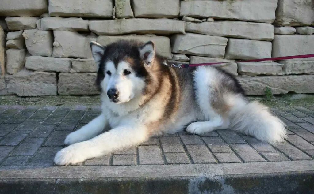 Alaskan Malamute