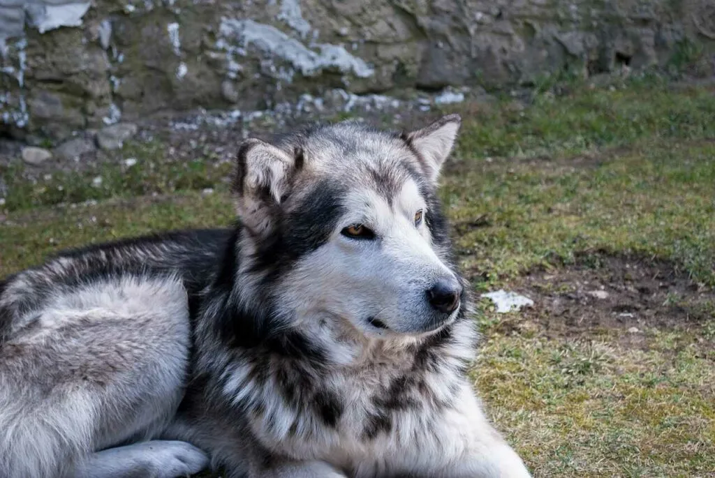 アラスカンマラミュート