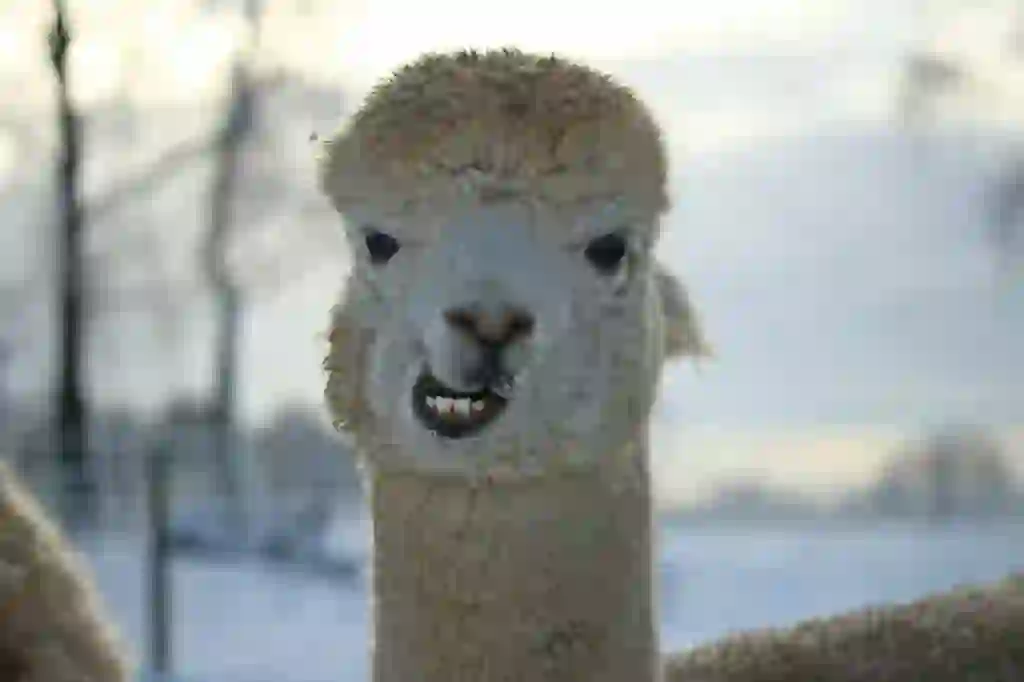 Alpaca