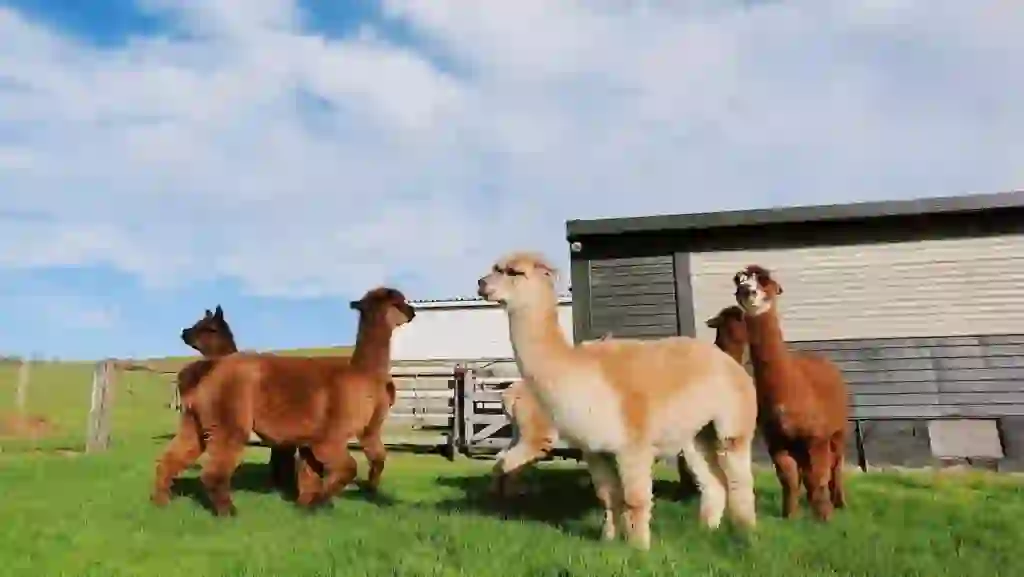 Alpaca