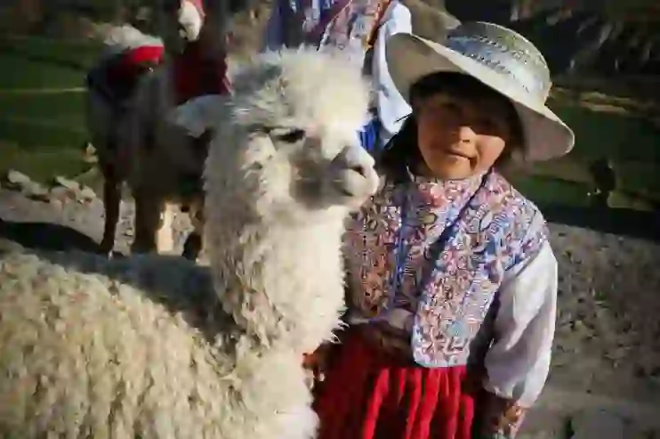 Alpaca