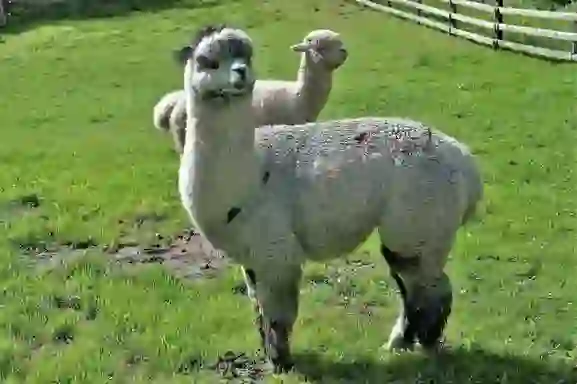 Alpaca