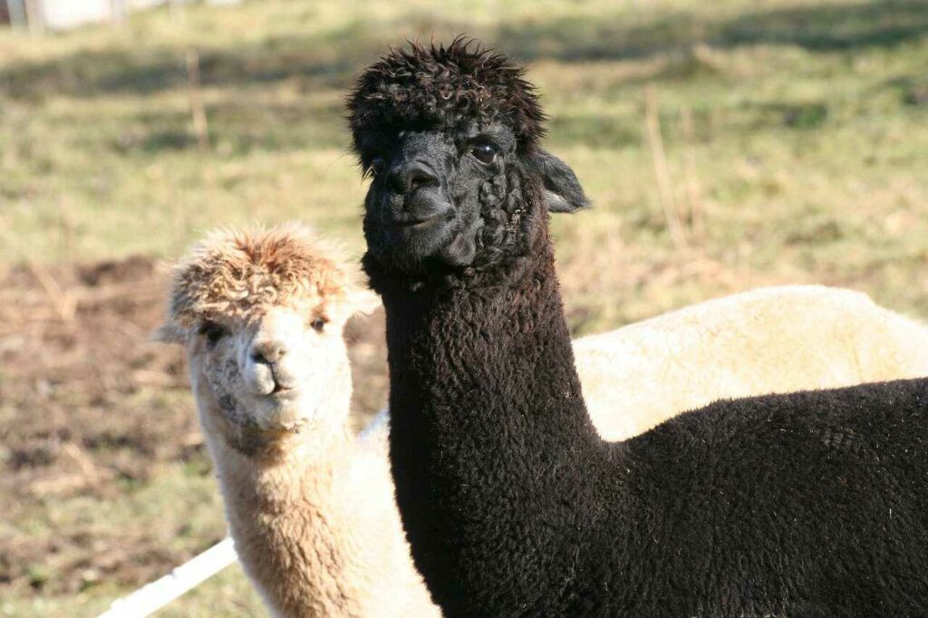 Alpaca