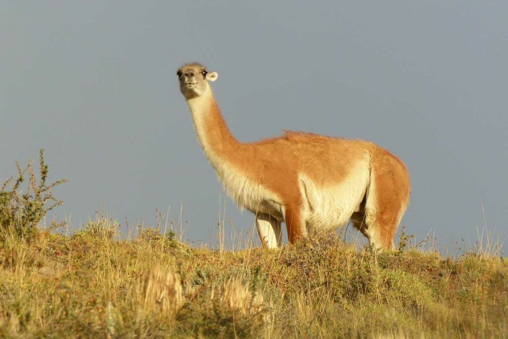 Alpaca