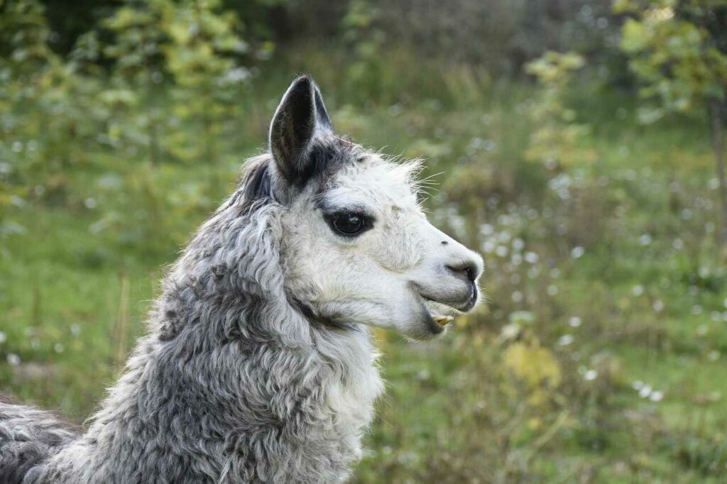 Alpaca