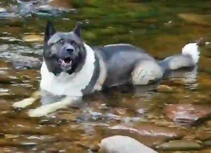 American Akita