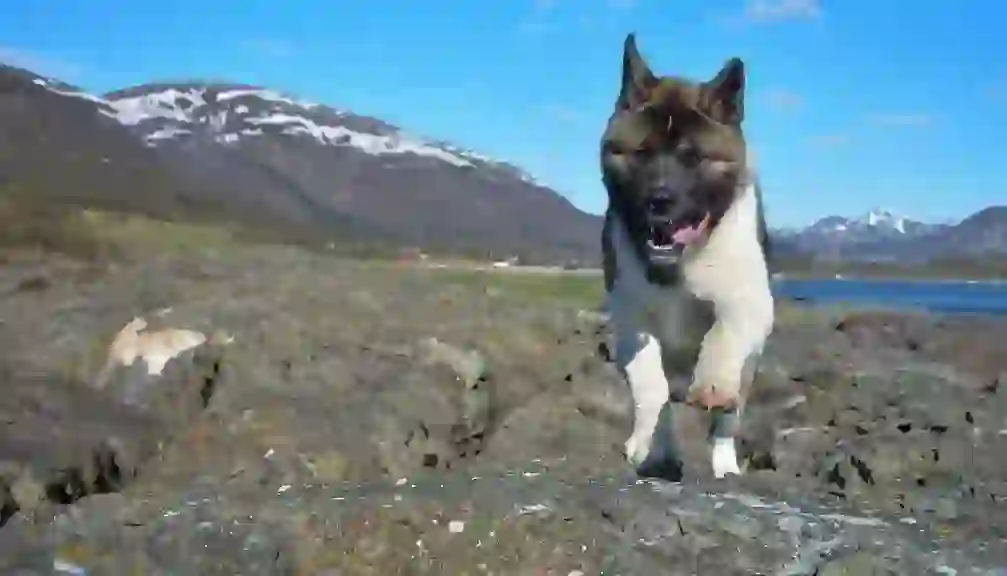 American Akita