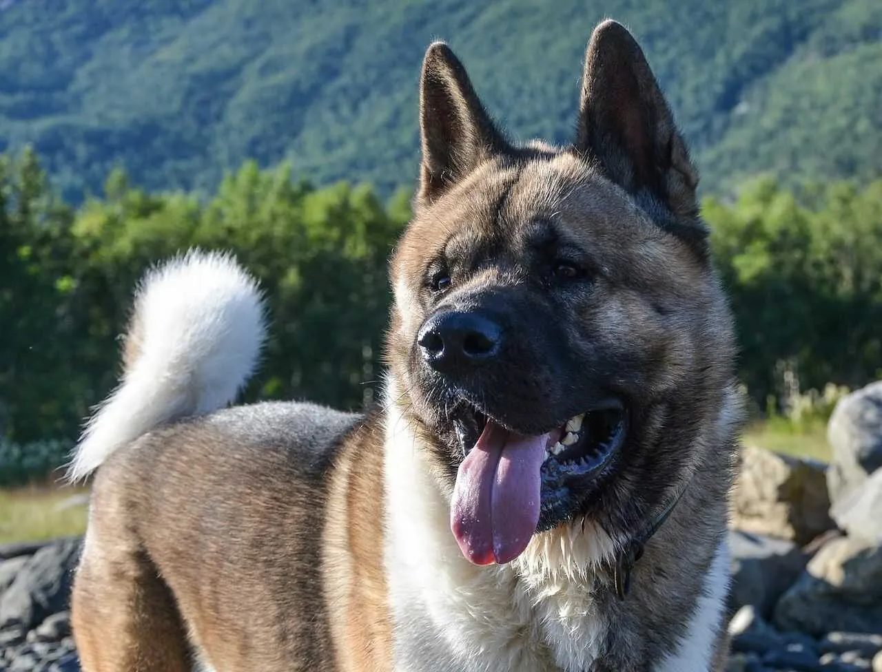 American Akita