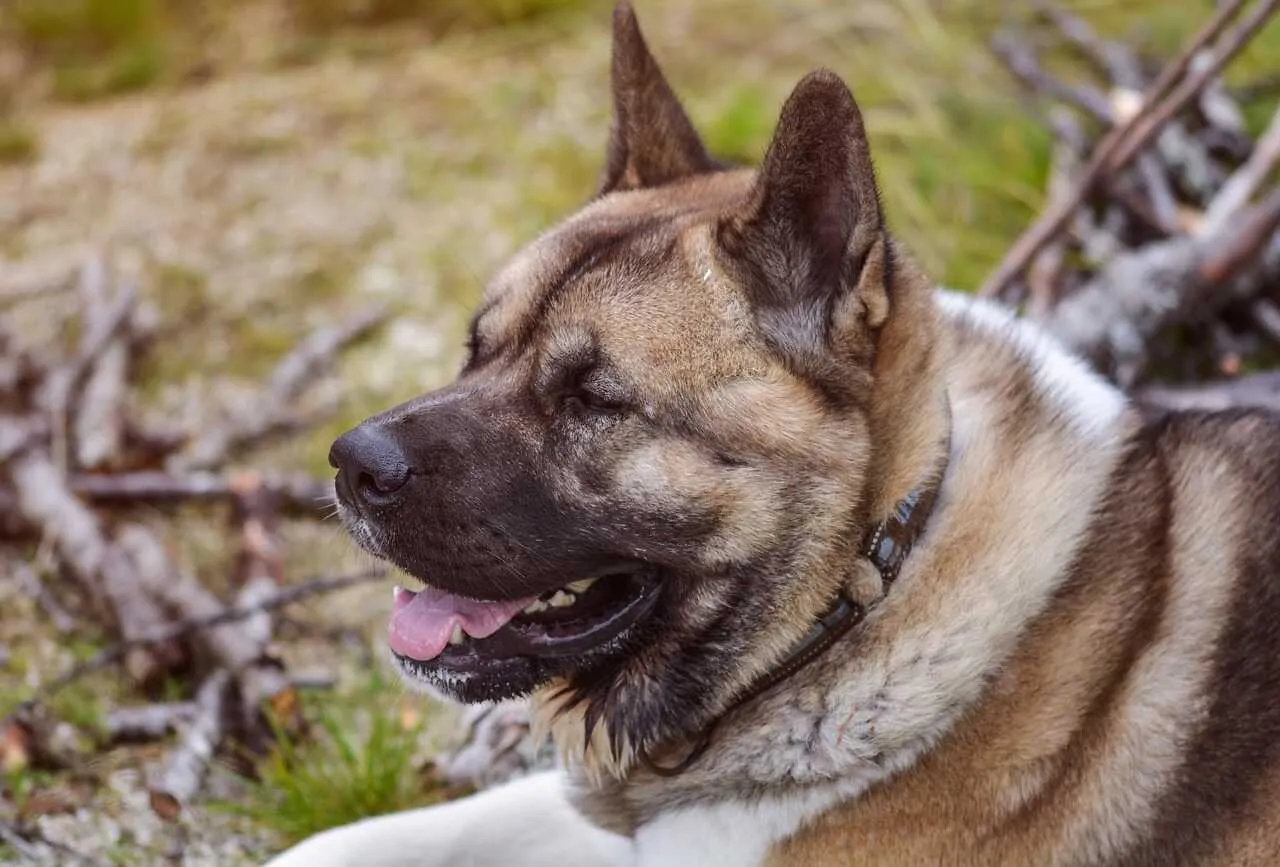 American Akita