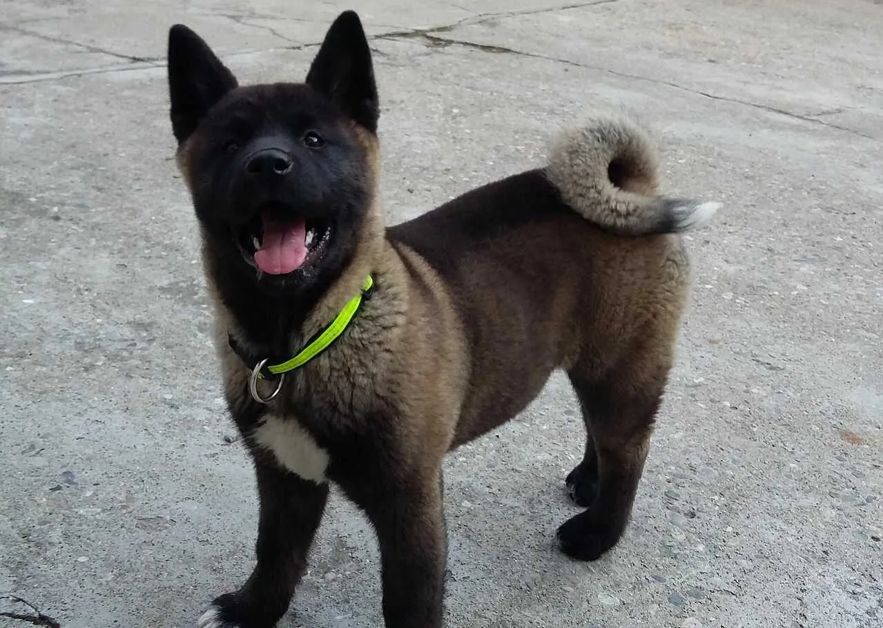 American Akita