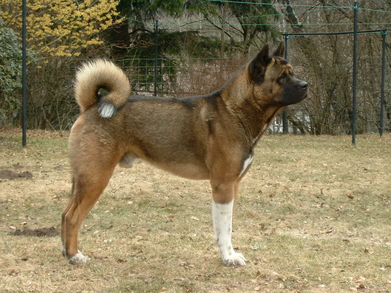 American Akita